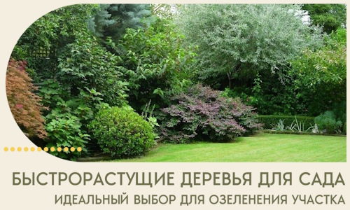 Быстрорастущие деревья для сада идеальный выбор в Юрге